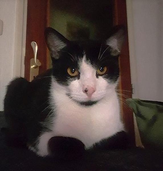 Kattenpraat