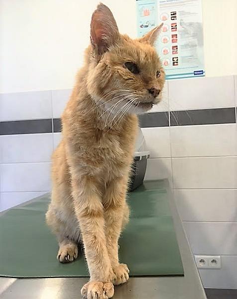 Kattenpraat
