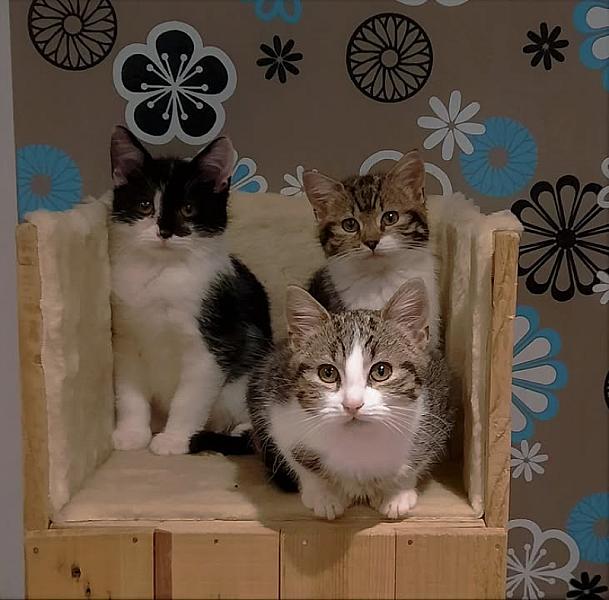 Kattenpraat