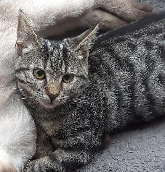 Kattenpraat
