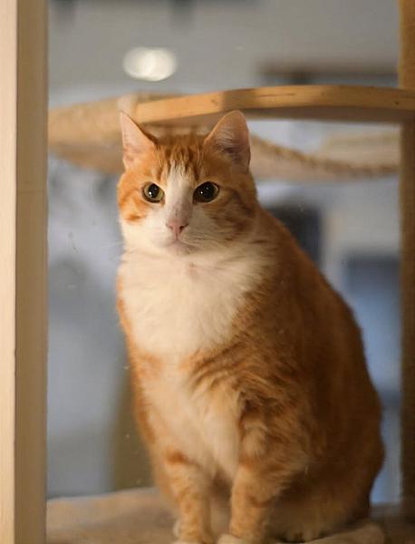 Kattenpraat