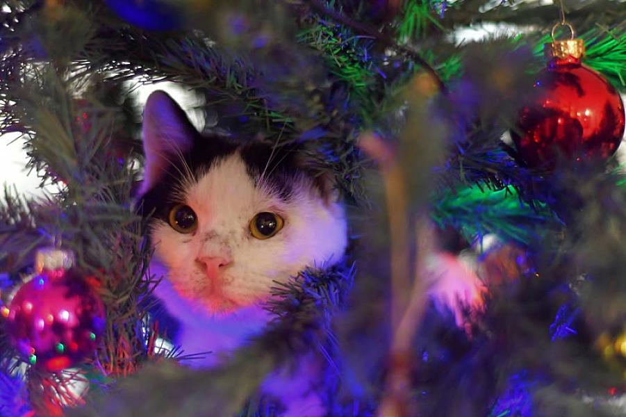 Kattenpraat