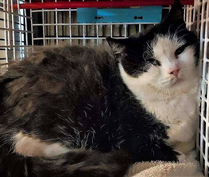 Kattenpraat