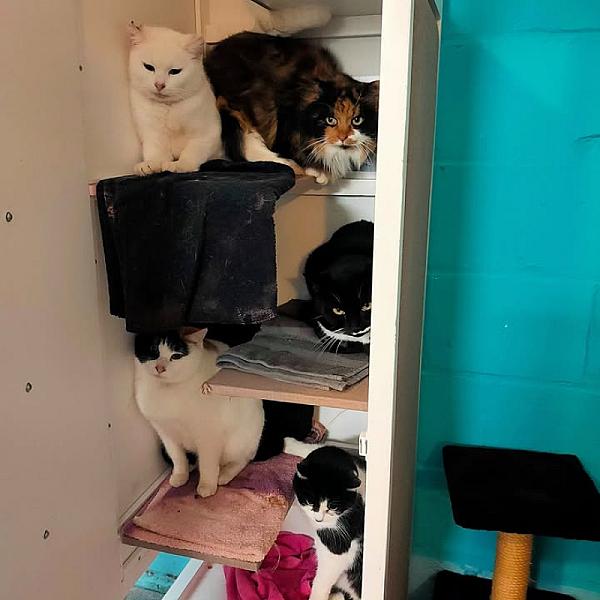 Kattenpraat