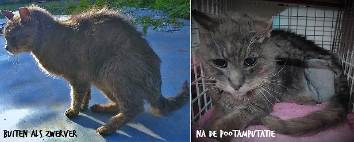 Kattenpraat