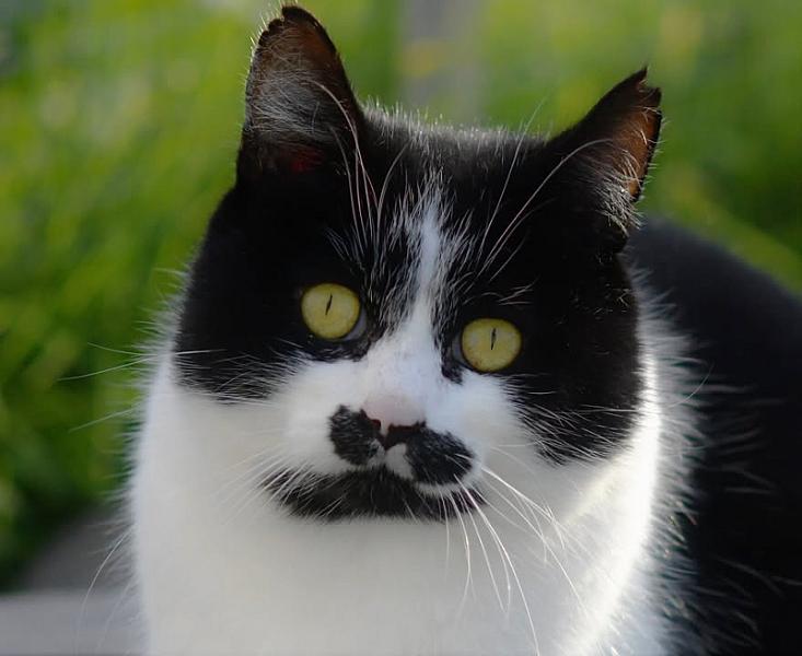 Kattenpraat