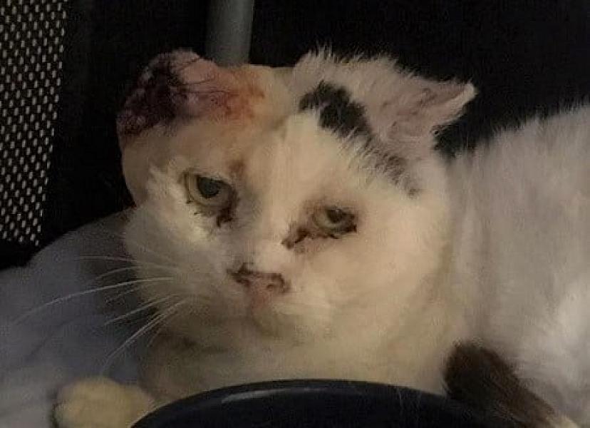 Kattenpraat