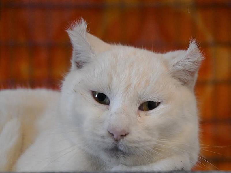 Kattenpraat