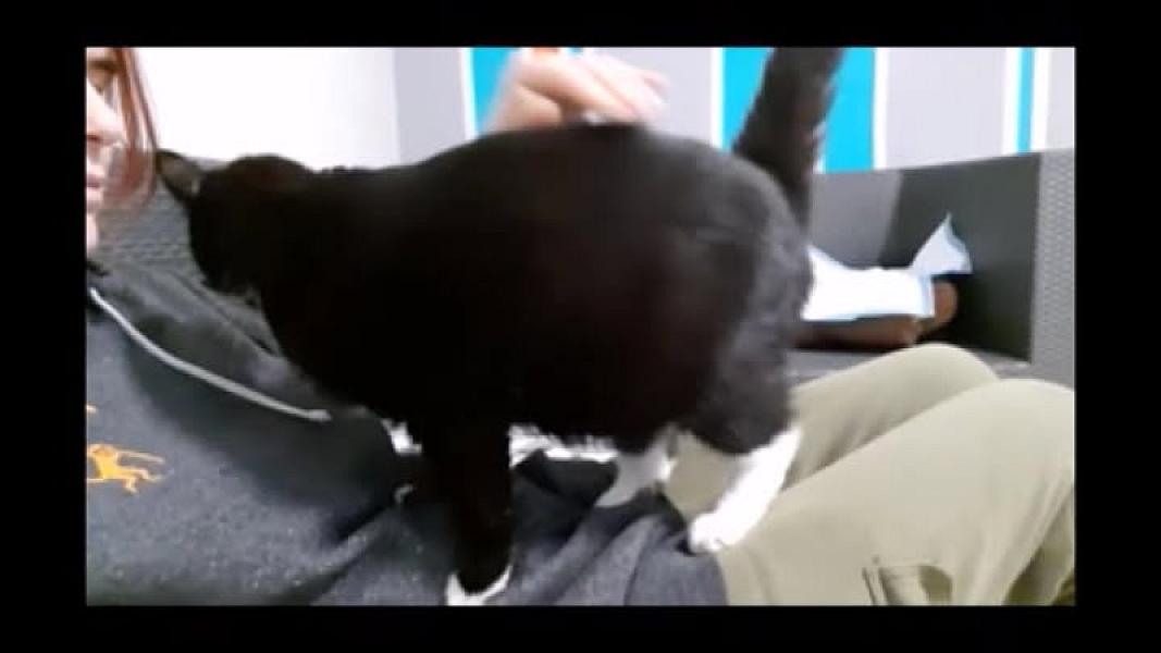 Kattenpraat