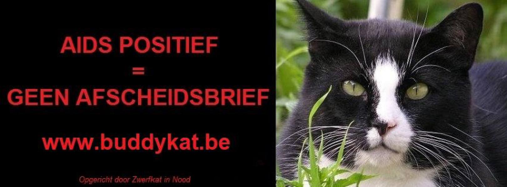 Kattenpraat
