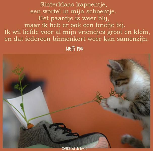 Kattenpraat
