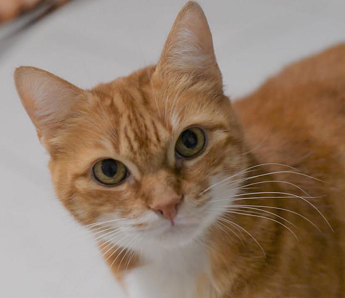 Kattenpraat