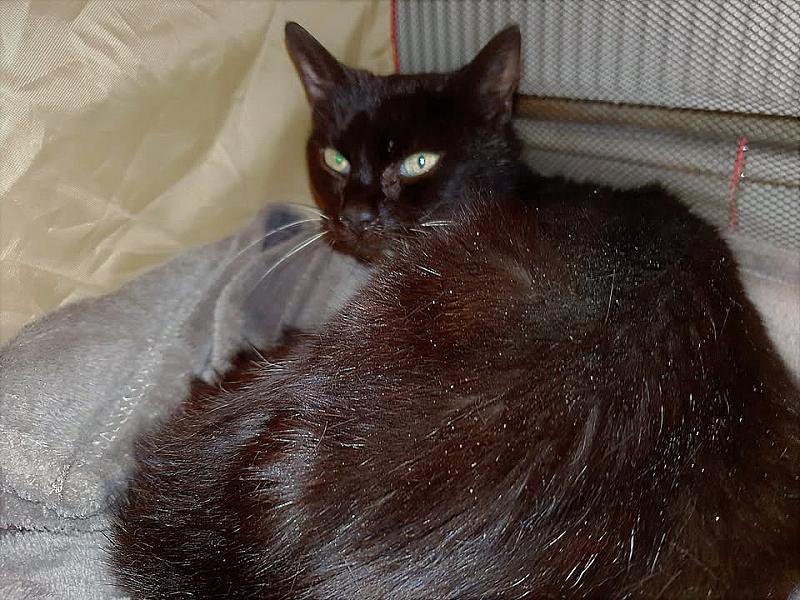 Kattenpraat