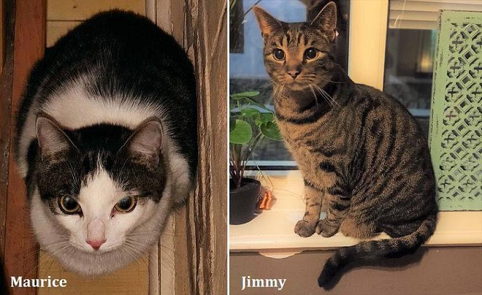 Kattenpraat