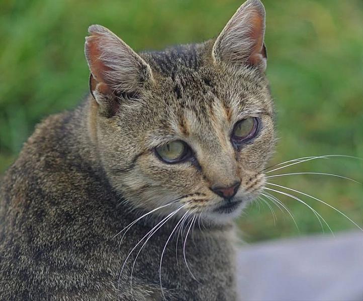 Kattenpraat