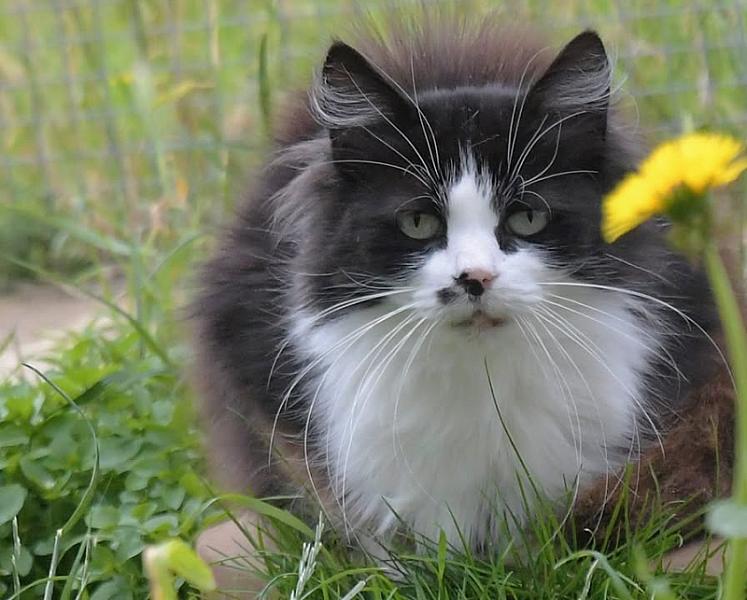 Kattenpraat