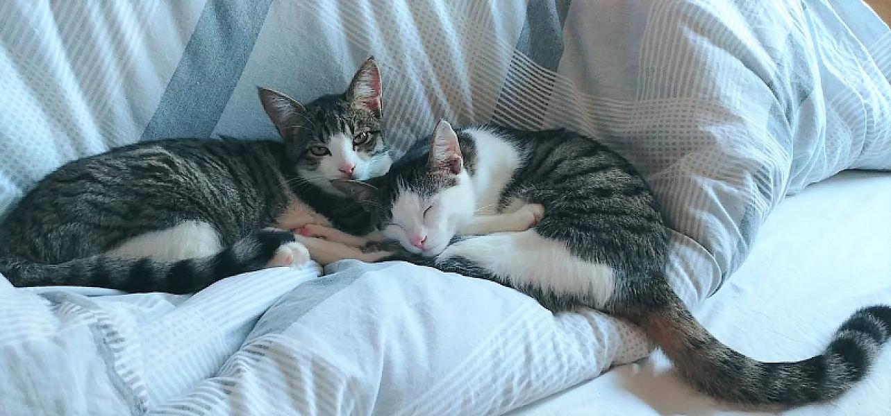Kattenpraat