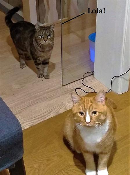 Kattenpraat