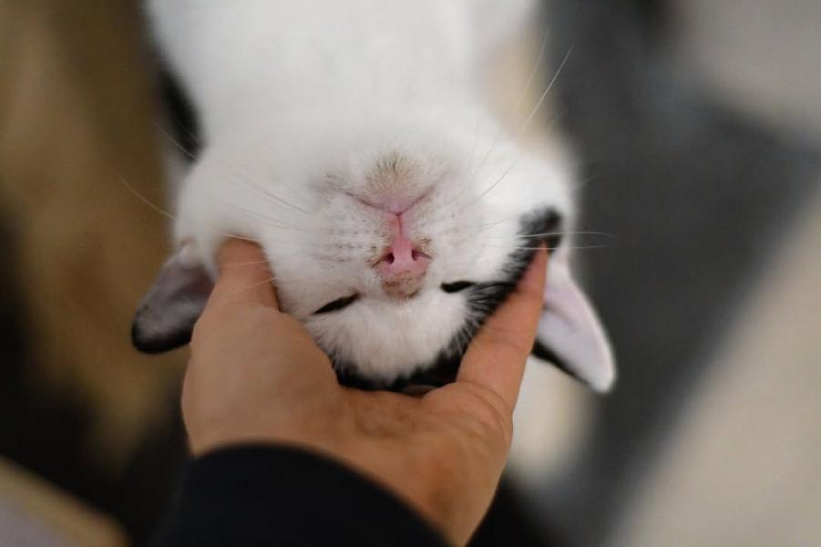 Kattenpraat