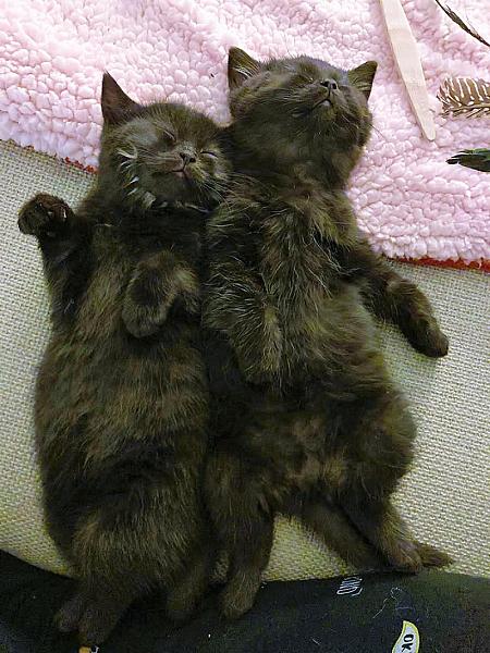 Kattenpraat