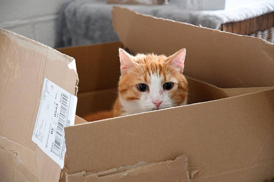 Kattenpraat