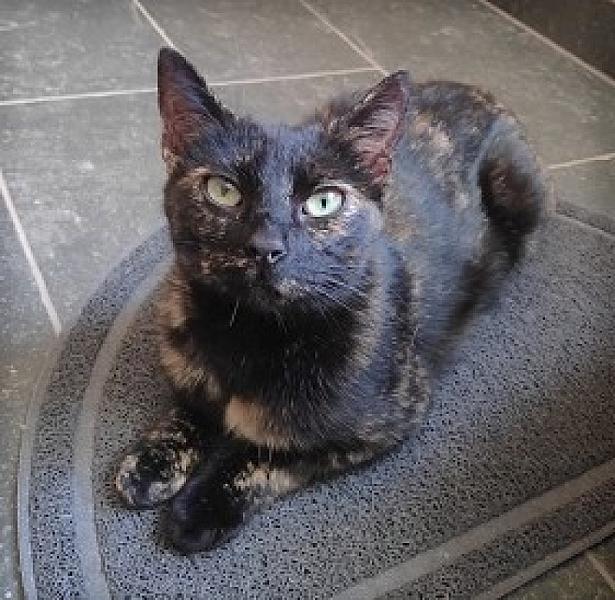 Kattenpraat