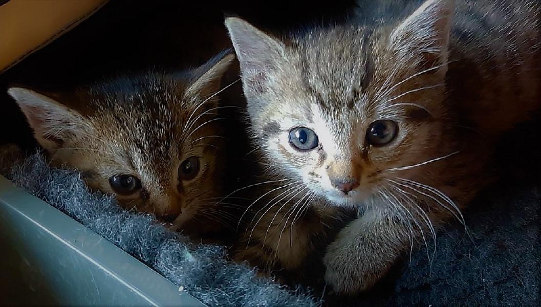 Kattenpraat