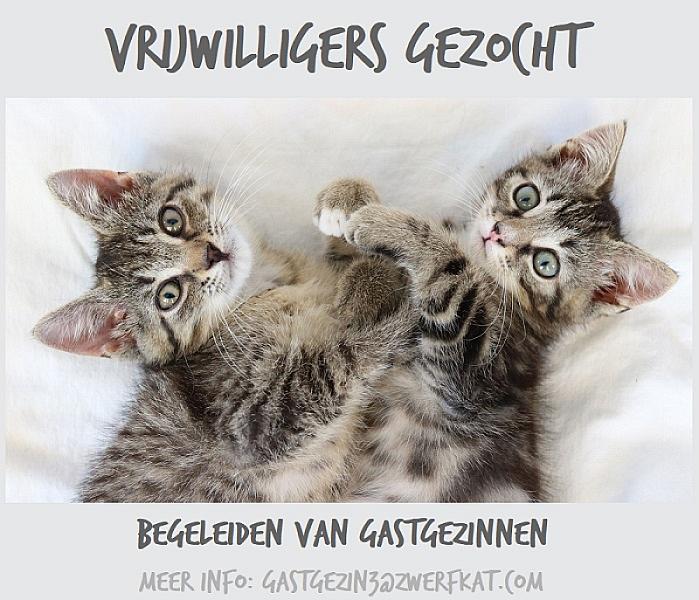 Kattenpraat
