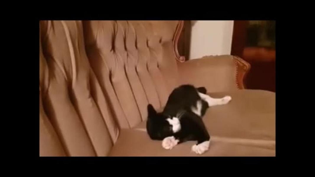 Kattenpraat