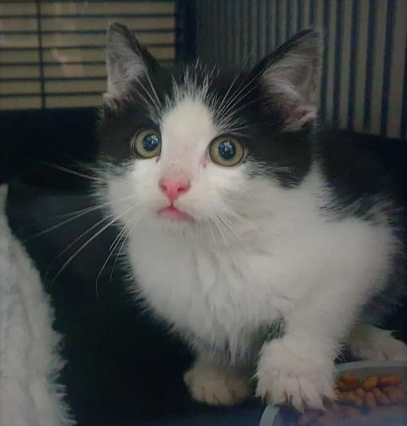 Kattenpraat