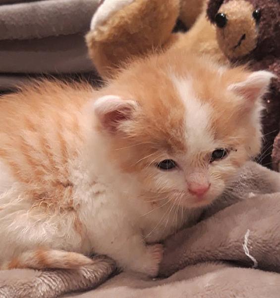 Kattenpraat