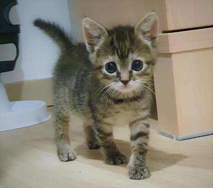 Kattenpraat