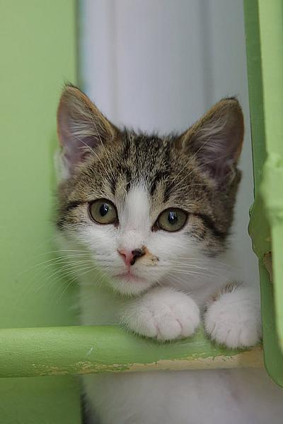 Kattenpraat