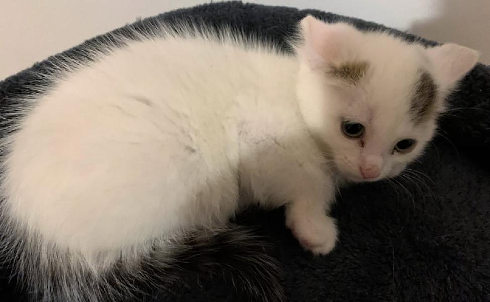 Kattenpraat
