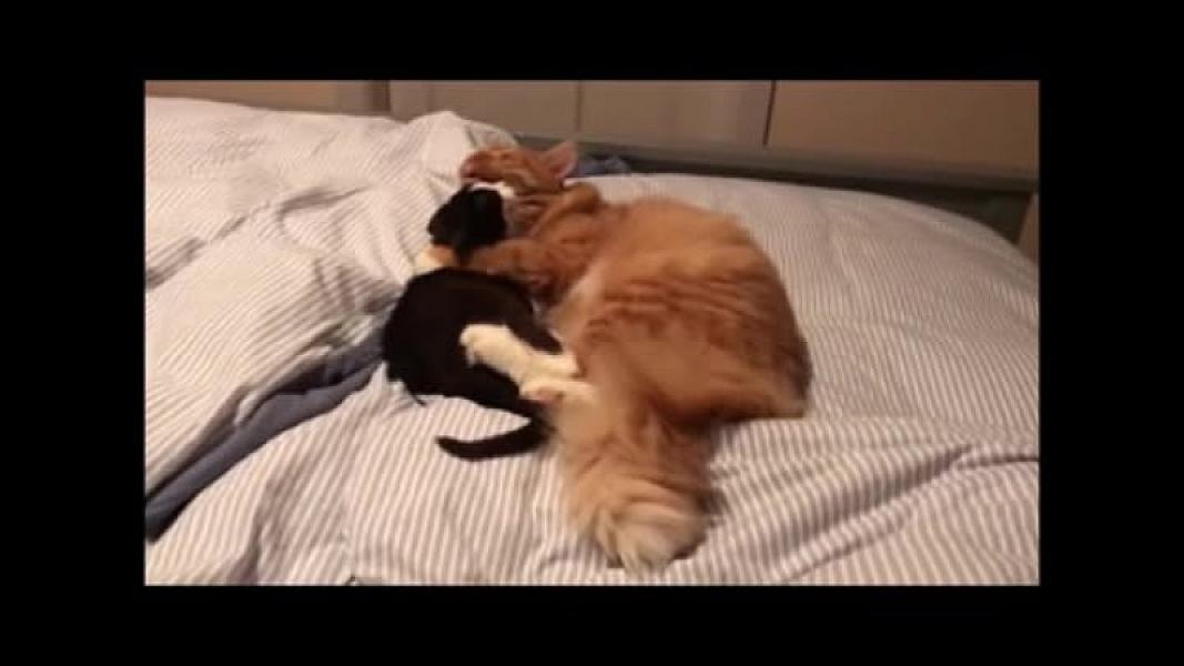 Kattenpraat