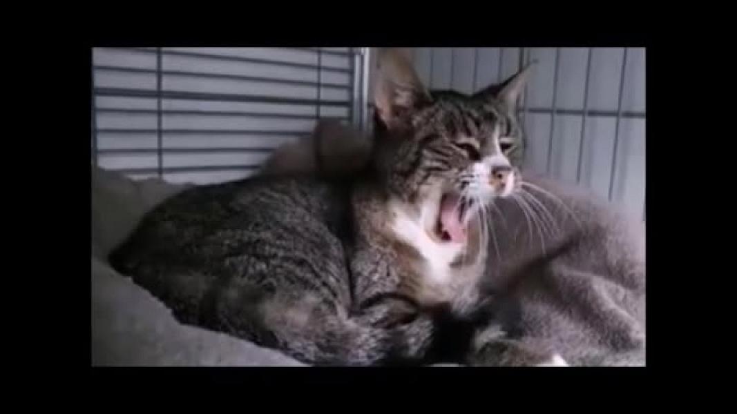 Kattenpraat