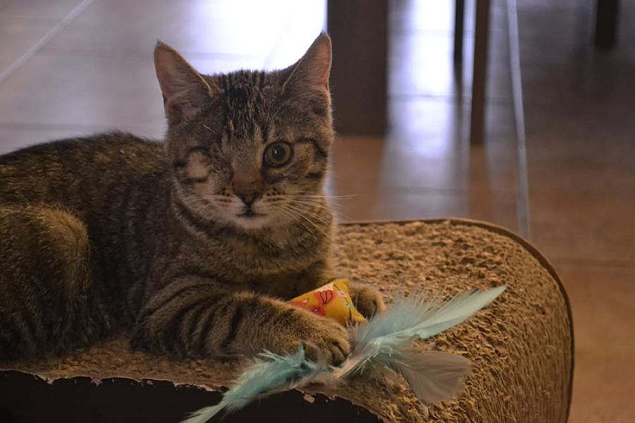 Kattenpraat
