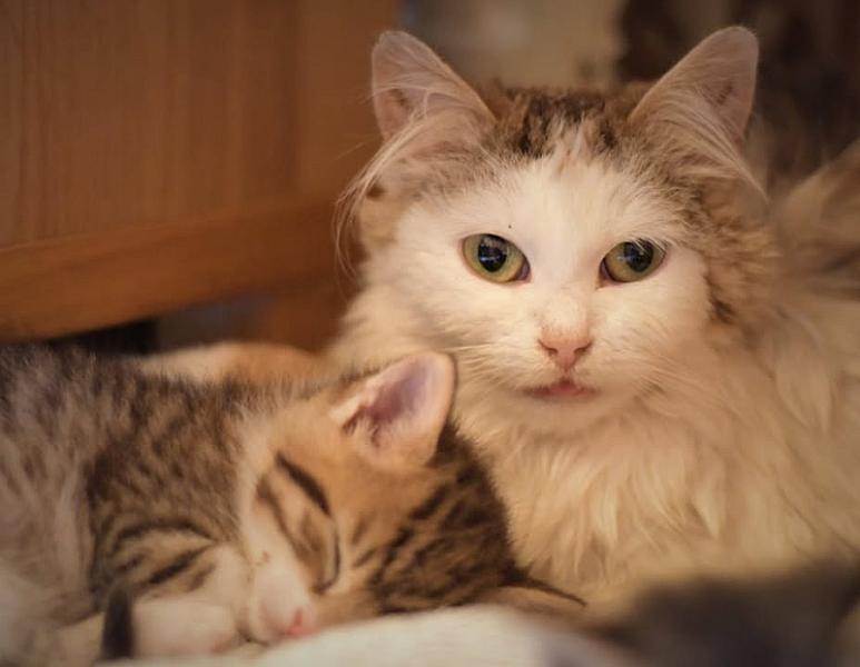 Kattenpraat