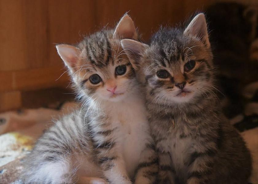 Kattenpraat