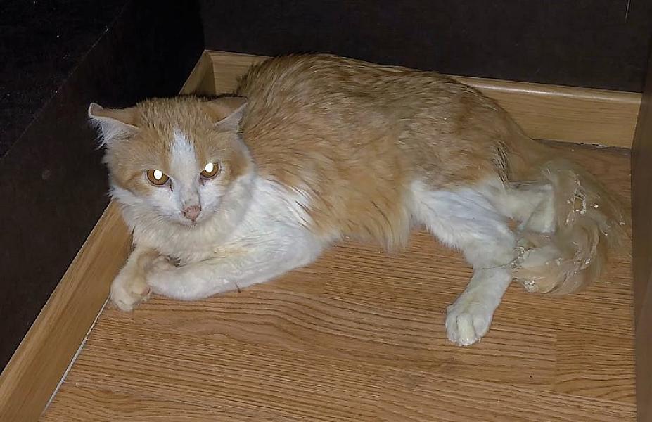 Kattenpraat
