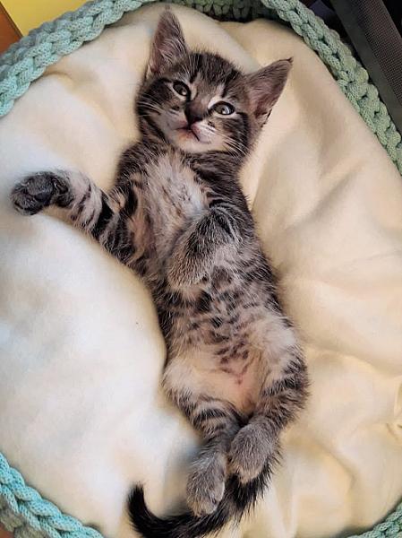 Kattenpraat