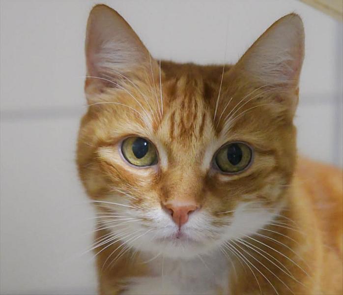 Kattenpraat