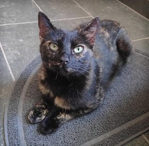 Kattenpraat