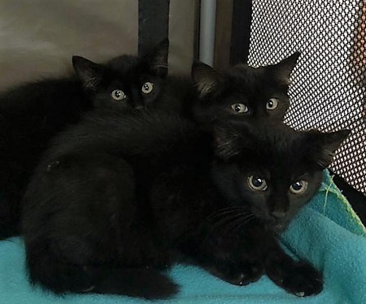 Kattenpraat