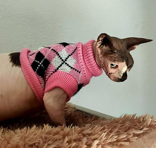 Kattenpraat