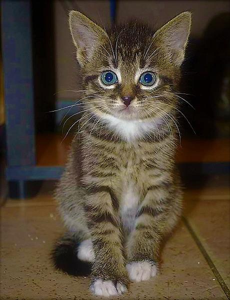 Kattenpraat
