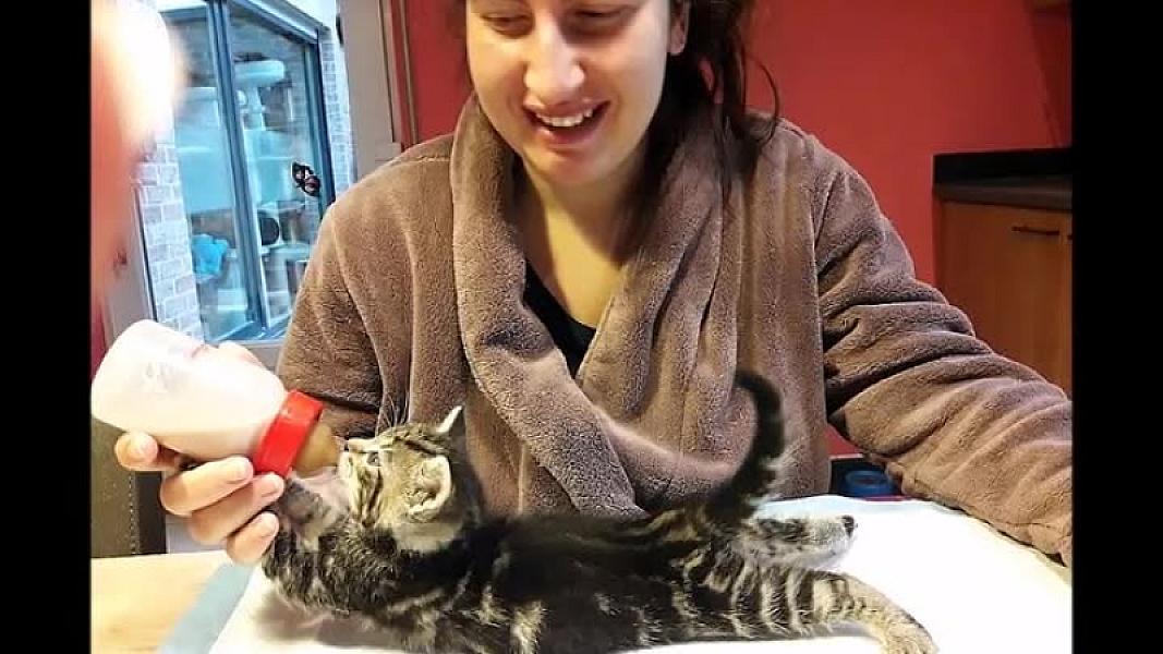 Kattenpraat