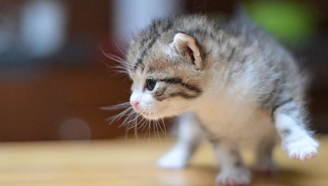Kattenpraat