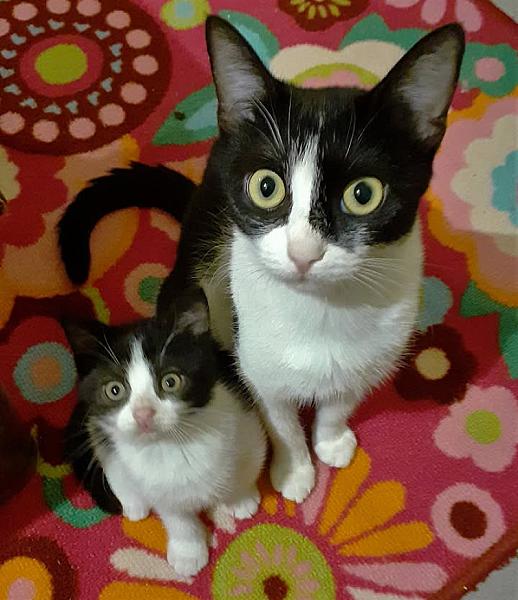 Kattenpraat