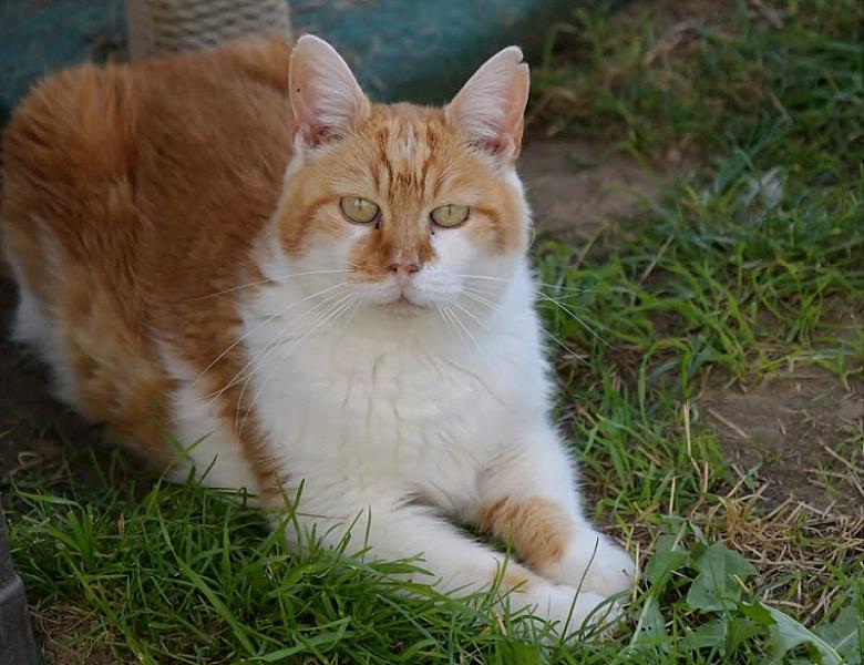 Kattenpraat